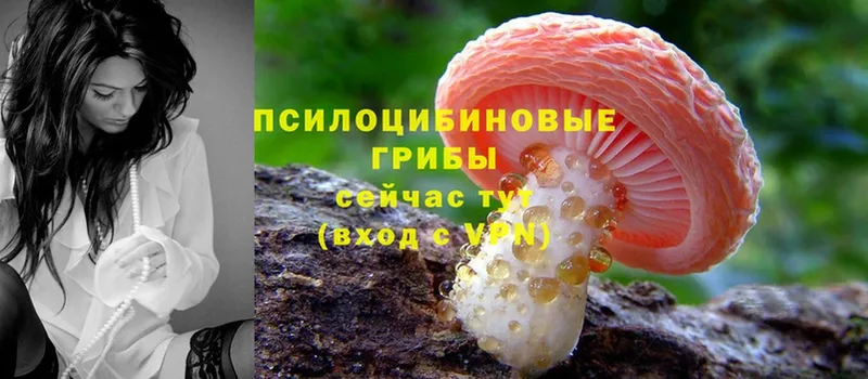 продажа наркотиков  мега ссылка  Псилоцибиновые грибы Cubensis  shop как зайти  Асино 